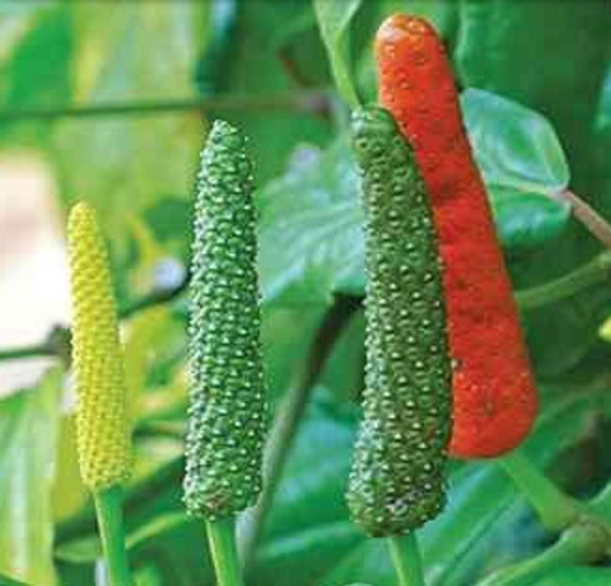 Cabe Jamu Untuk Obat